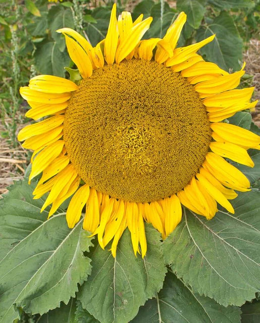 West Coast Seeds (Dwarf Sunspot)