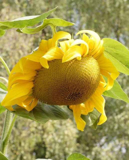 West Coast Seeds (Giganteus)