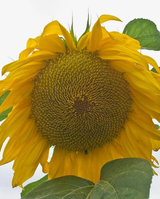 West Coast Seeds (Giganteus)