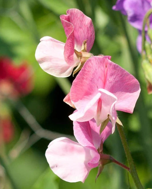 West Coast Seeds (Striped Butterfly Blend)