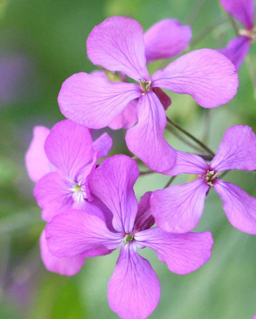 West Coast Seeds (Honesty)