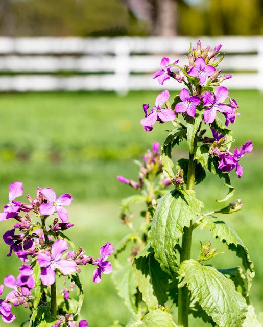 West Coast Seeds (Honesty)