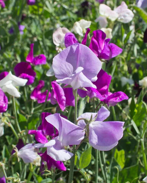 West Coast Seeds (Bijou Blend)