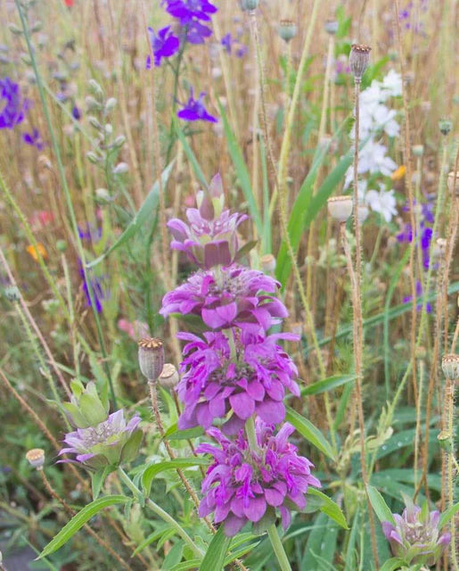 West Coast Seeds (Deer Resistant Wildflower Blend Seeds)