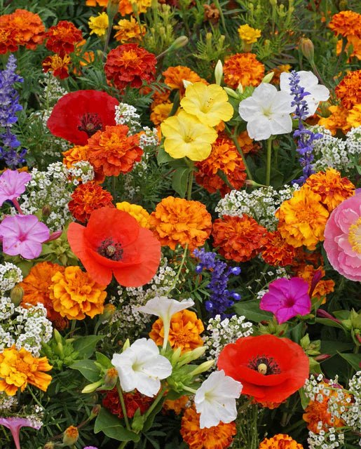 West Coast Seeds (Deer Resistant Wildflower Blend Seeds)