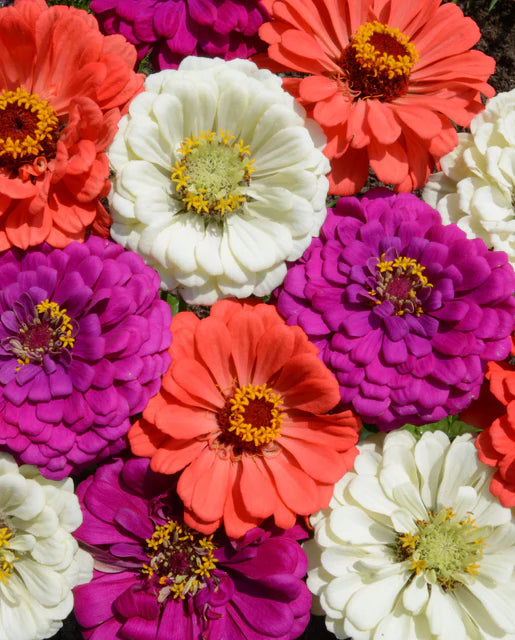 West Coast Seeds (Under the Sea Mix)