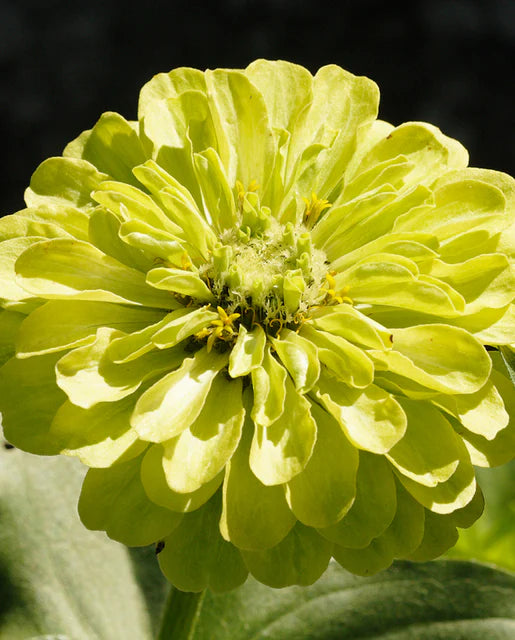 West Coast Seeds (Envy)