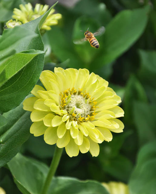 West Coast Seeds (Envy)