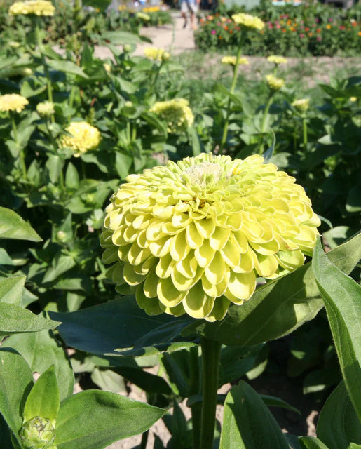 West Coast Seeds (Envy)