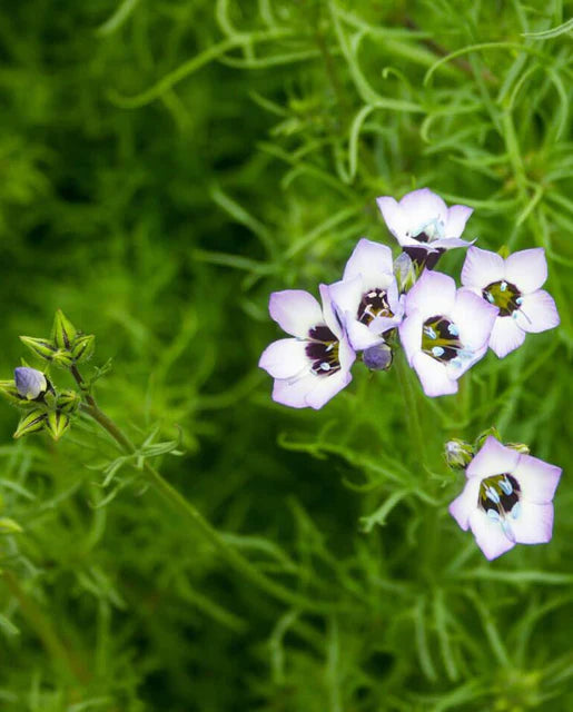 West Coast Seeds (Bird's Eyes Gilia)