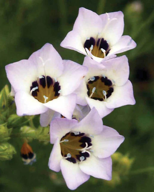 West Coast Seeds (Bird's Eyes Gilia)