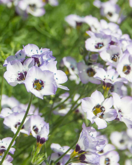 West Coast Seeds (Bird's Eyes Gilia)