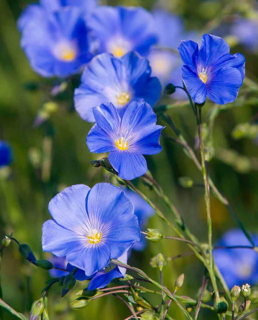 West Coast Seeds (Lewis Flax)