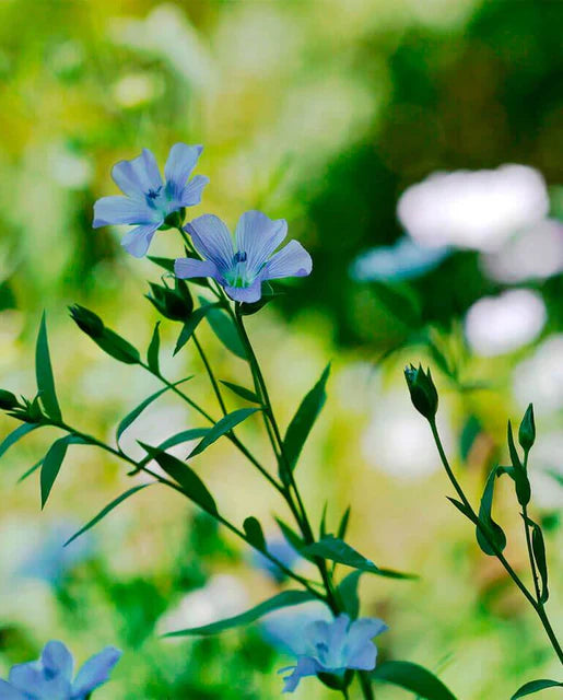 West Coast Seeds (Lewis Flax)