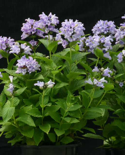 West Coast Seeds (Blue Panther)