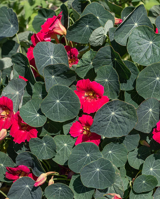 West Coast Seeds (Baby Rose)