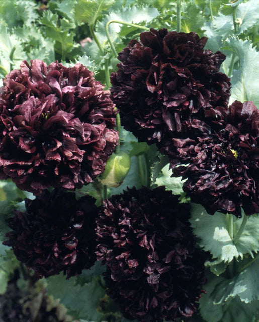 West Coast Seeds (Black Peony)