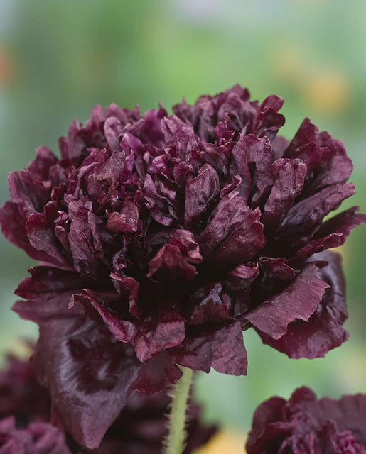 West Coast Seeds (Black Peony)