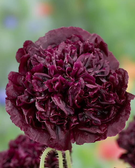 West Coast Seeds (Black Peony)