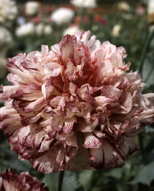West Coast Seeds (Flemish Antique Peony)