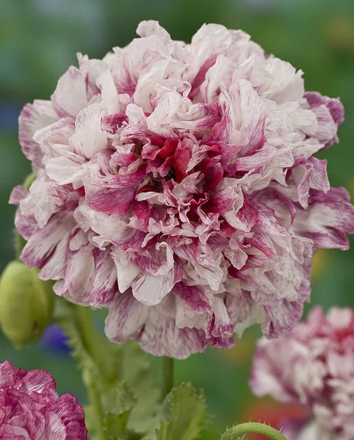 West Coast Seeds (Flemish Antique Peony)