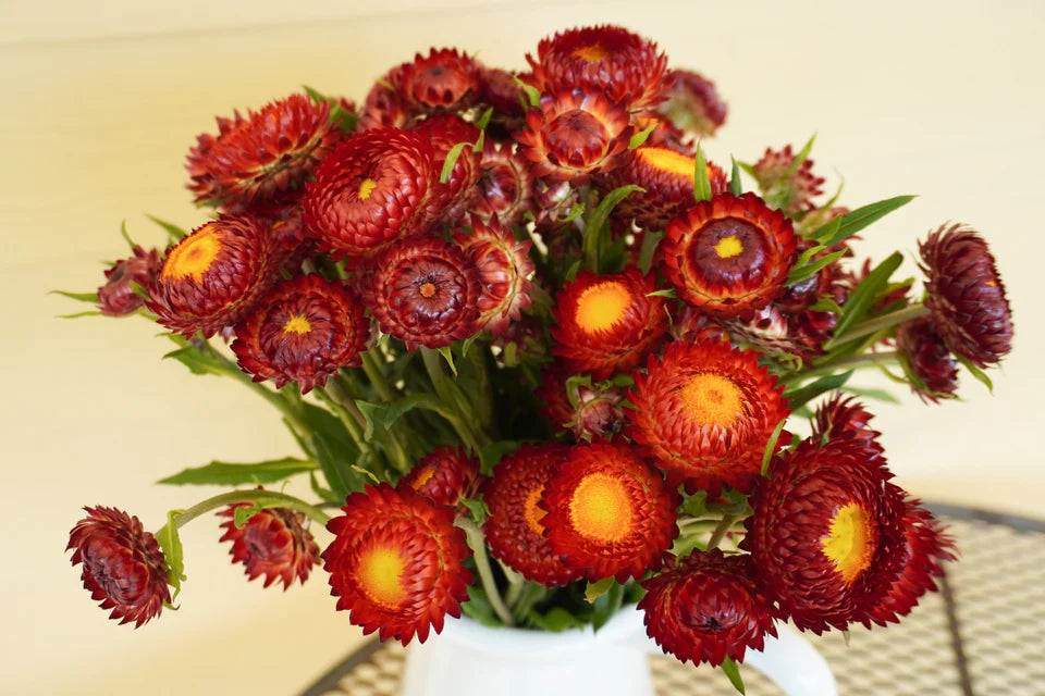 West Coast Seeds (Copper Red Flower)