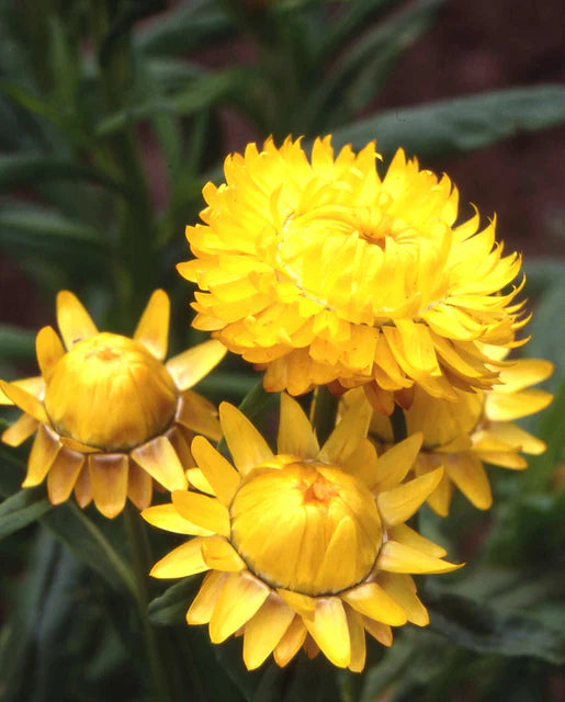 West Coast Seeds (Golden Yellow)