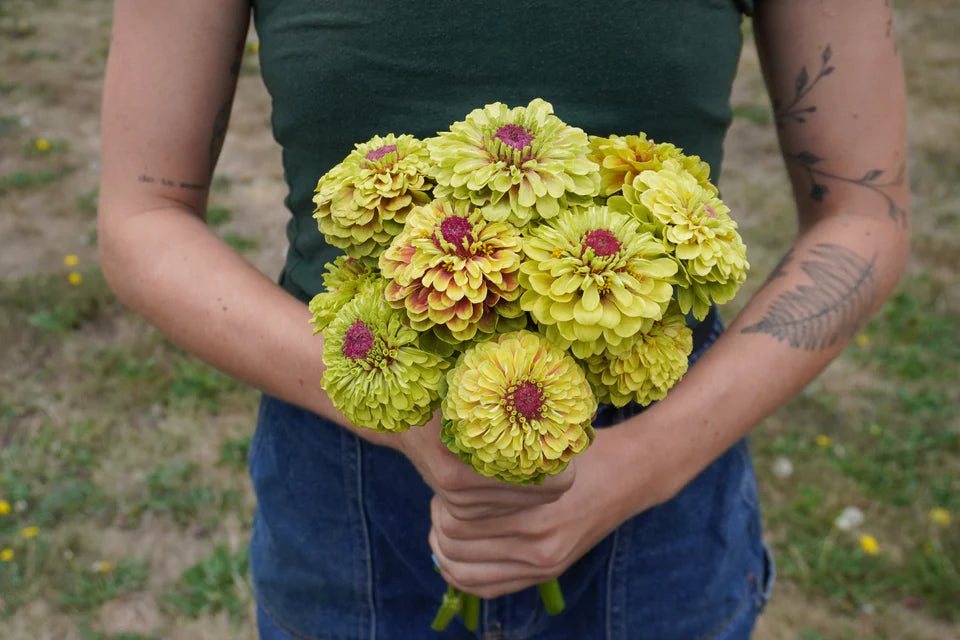 West Coast Seeds (Queeny Lime with Blotch Flower)