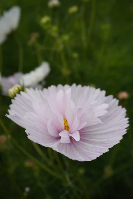 West Coast Seeds (Cupcakes Blush Flower)