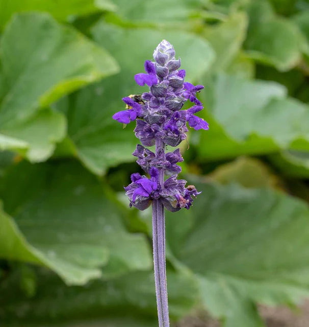 West Coast Seeds (Big Blue Salvia)