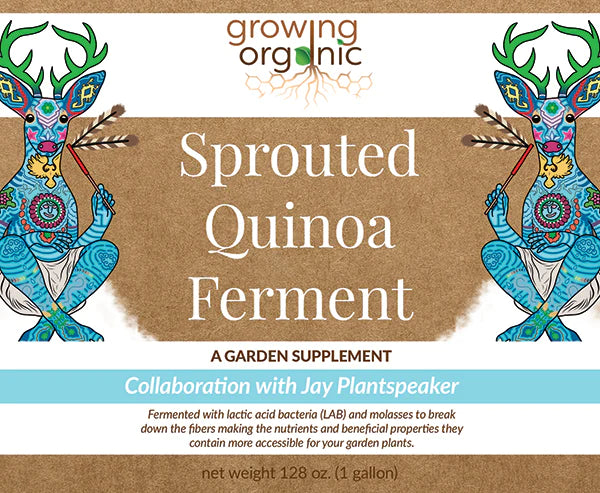 Culture de ferment de quinoa germé biologique (supplément de jardin)
