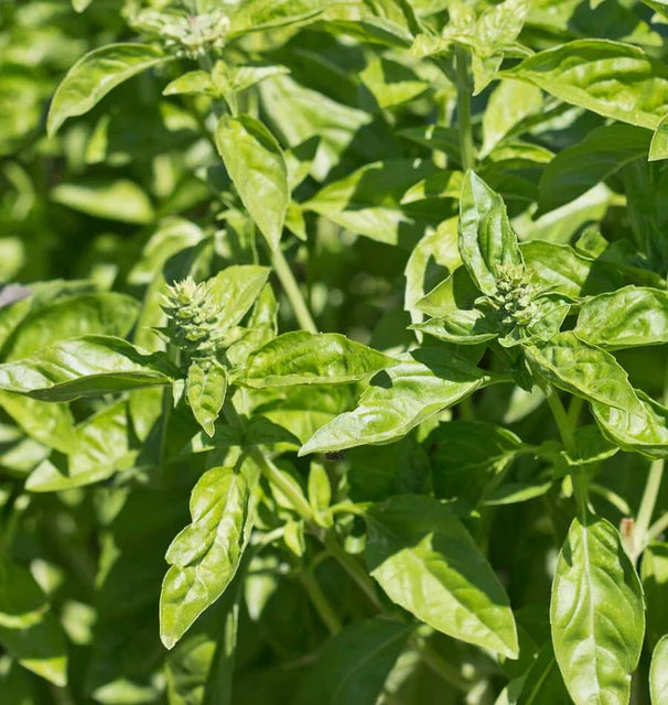 West Coast Seeds (Genovese Basil)