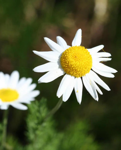West Coast Seeds (Organic German Chamomile)