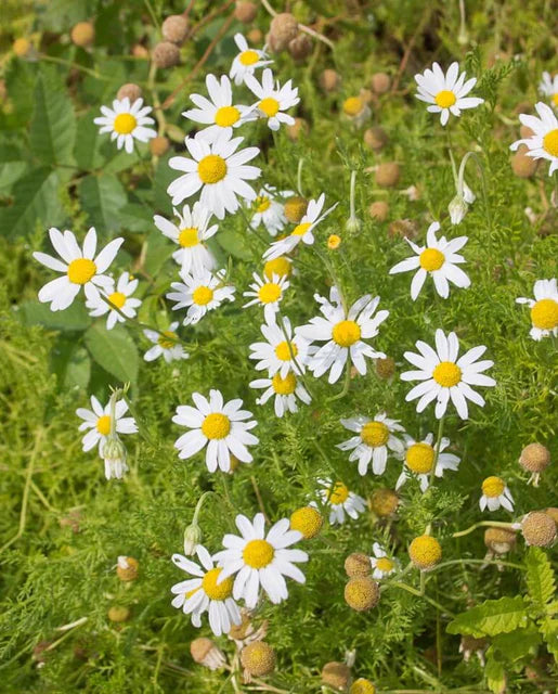 West Coast Seeds (Organic German Chamomile)