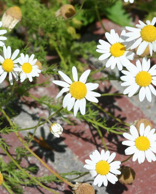 West Coast Seeds (Organic German Chamomile)