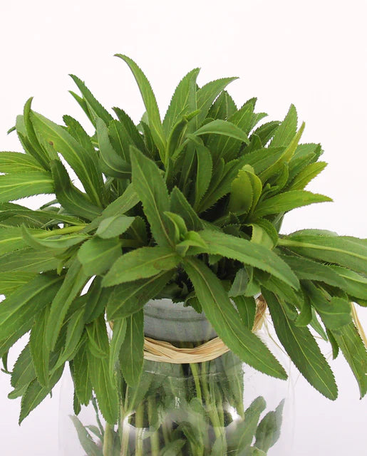 West Coast Seeds (Mexican Tarragon Certified Organic)