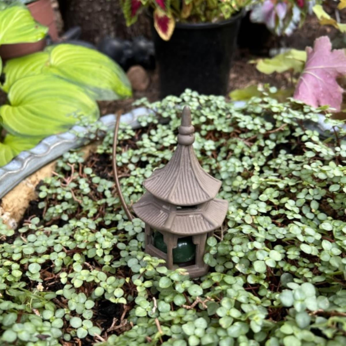 Blumat经典胡萝卜(经典)