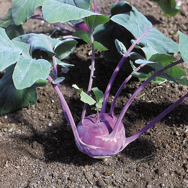 West Coast Seeds (Azur Star Organic Kohlrabi)