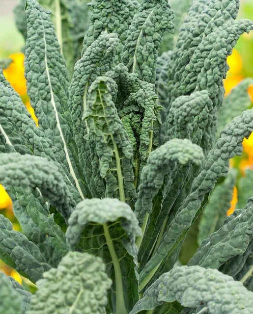 West Coast Seeds (Lacinato Organic)