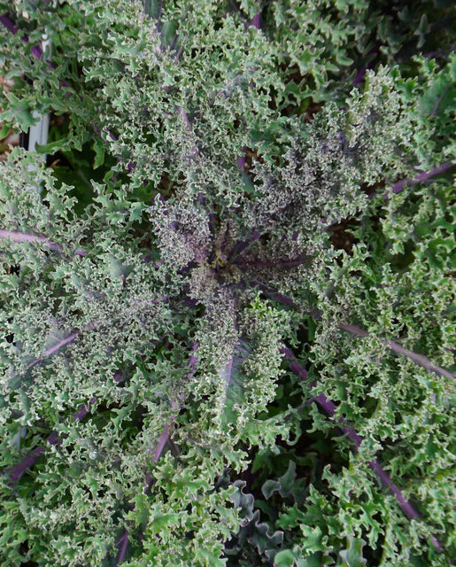 West Coast Seeds (Medusa)