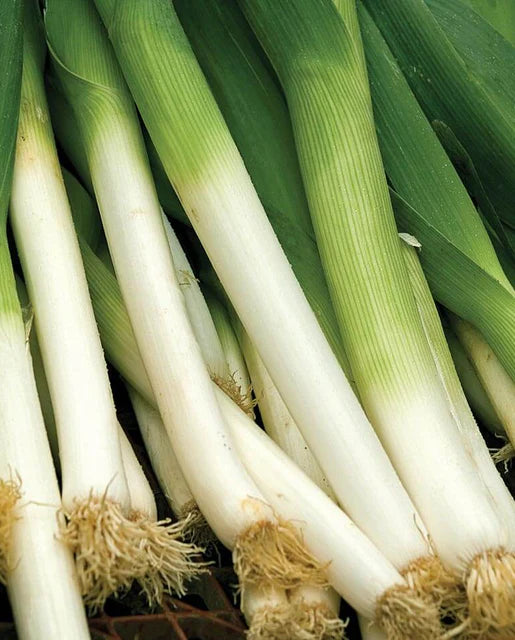 West Coast Seeds (Bandit Coated Organic)