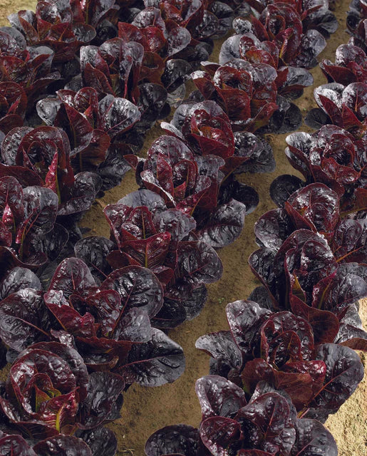 West Coast Seeds (Truchas Pelleted Certified Organic)