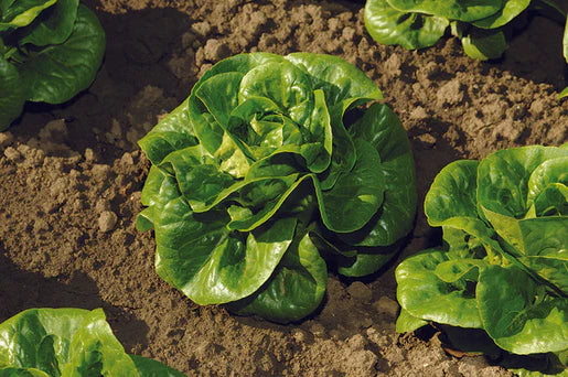 West Coast Seeds (Newham Pelleted Certified Organic)