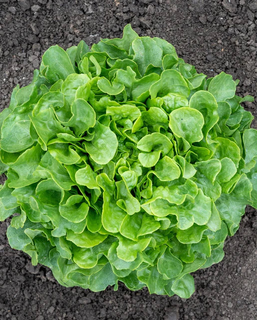 West Coast Seeds (Bauer Certified Organic)