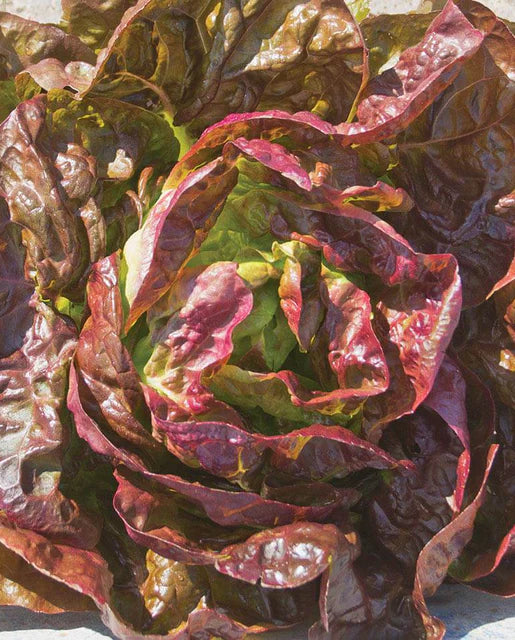 West Coast Seeds (Alkindus Pelleted Organic)