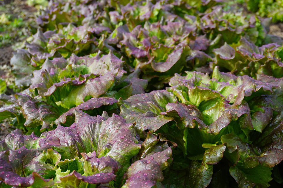 West Coast Seeds (Lovelock Organic Lettuce)