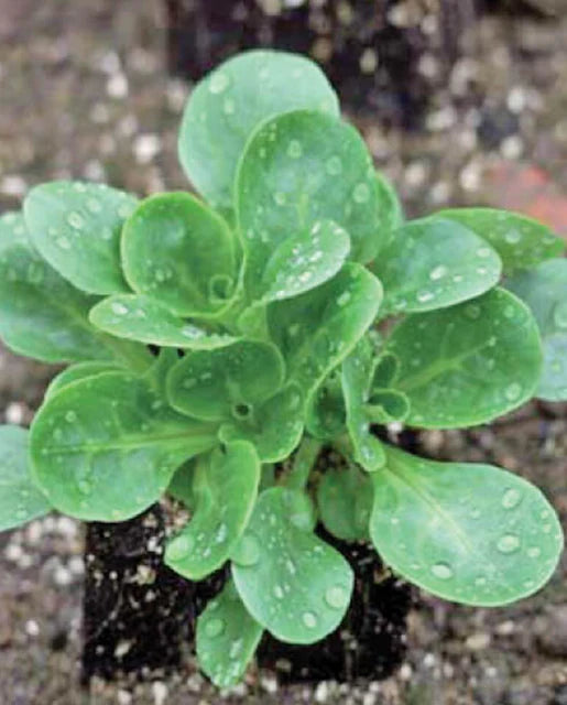 West Coast Seeds (Granon Organic Corn Salad)