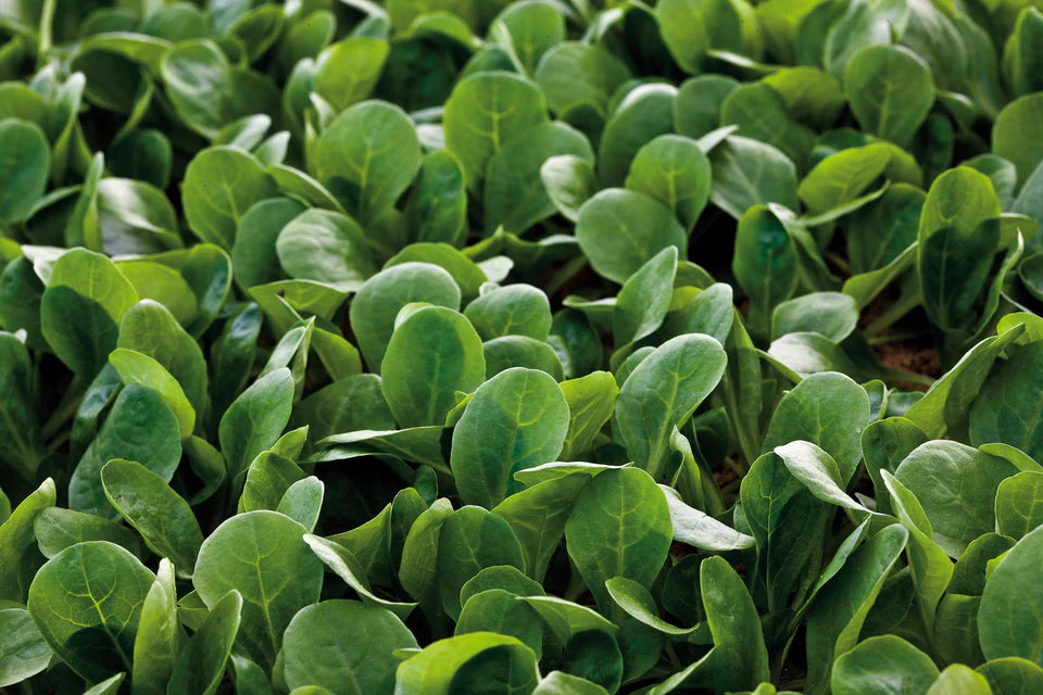 West Coast Seeds (Match Salad)