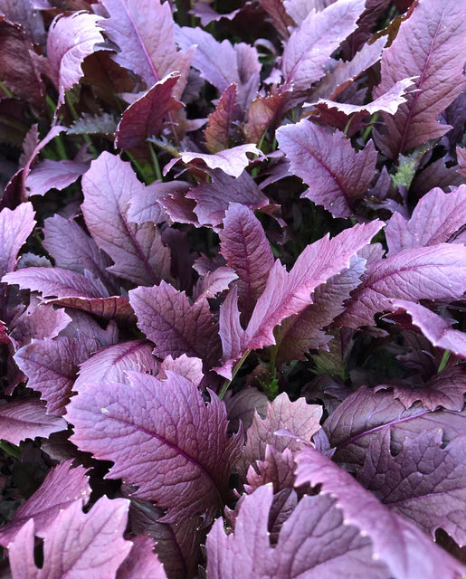 West Coast Seeds (Miz America)