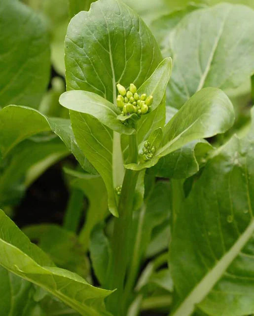 West Coast Seeds (Jade Spring Choi Sum)